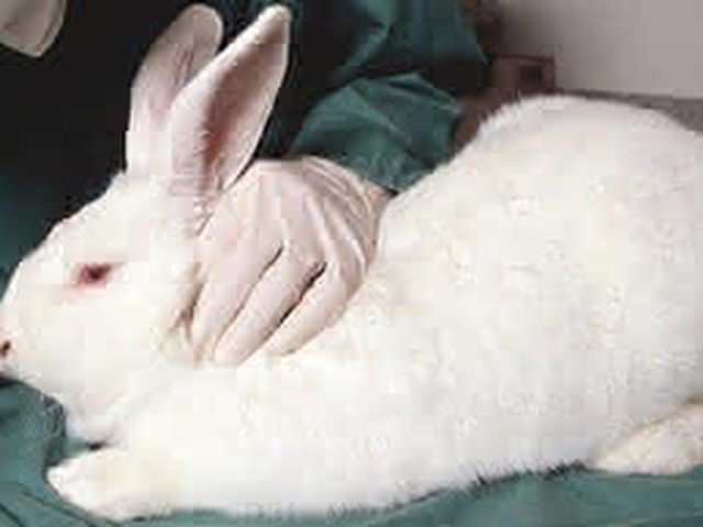Nuevas reformas en las leyes de experimentación animal