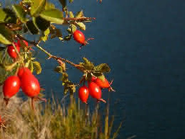 Ingredientes Naturais: Rosa Mosqueta