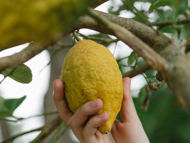 Como fazer uma semente de limão germinar?