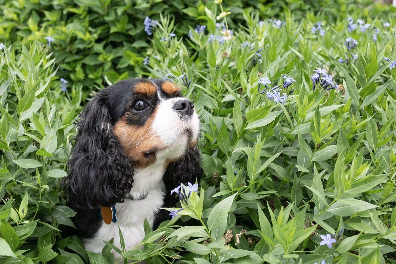 son las plantas de zinnia venenosas para perros y gatos