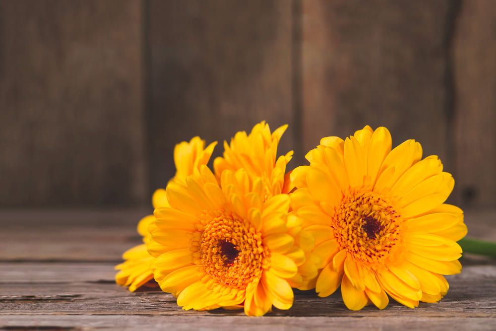 Beneficios y cuidados de flores como caléndula, borraja o capuchina.