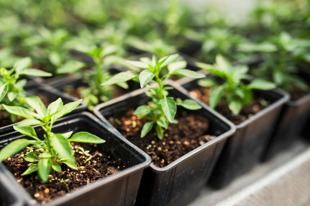 Cultiva tus propias especias y hierbas aromáticas con los kits de autocultivo