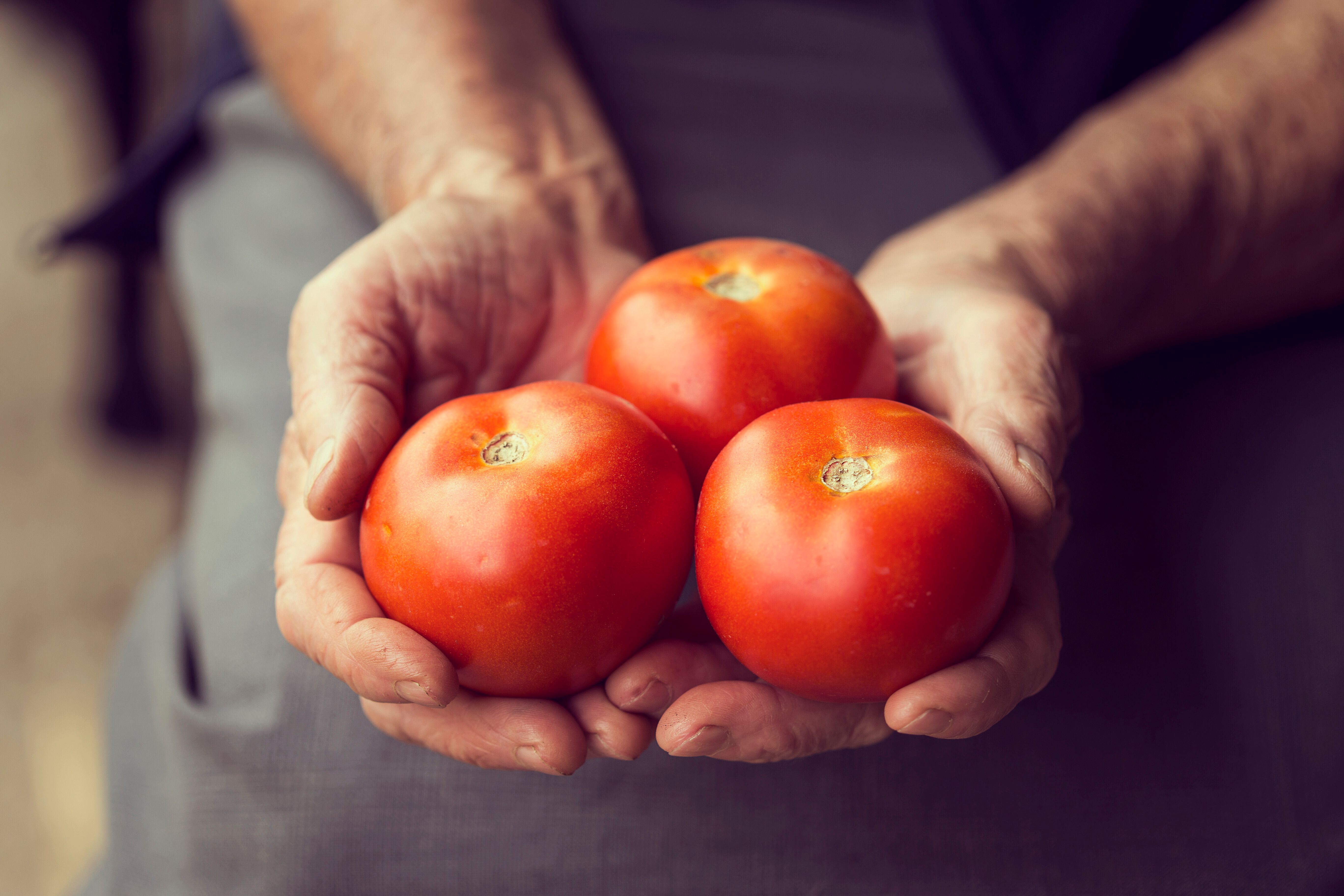Cómo combatir la podredumbre apical o peseta del tomate